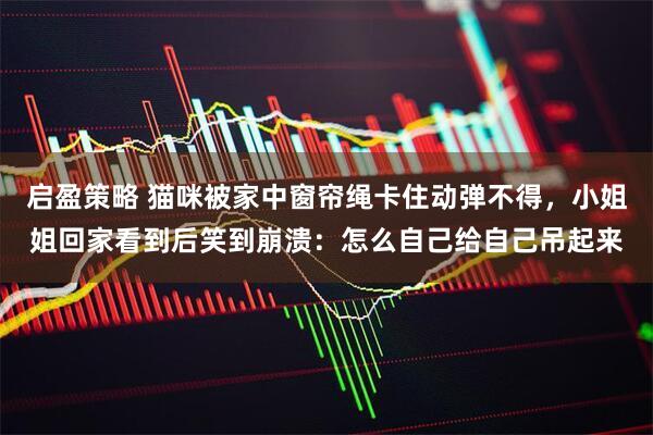 启盈策略 猫咪被家中窗帘绳卡住动弹不得，小姐姐回家看到后笑到崩溃：怎么自己给自己吊起来